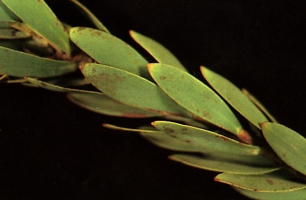 Представитель Семейства Vizellaceae